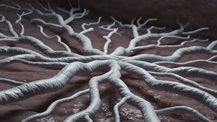 2. Supports Cellular Repair & Defense